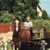 Magyar Ferenc 64 éves lovas szekéren füvet szállít.
