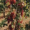 Érett szőlőfürtök a tőkén (Piros Chasselas)