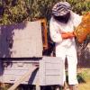 A dolgozó méhész Ruzsás Ferenc