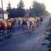 A város tehéncsordájának egy része a Tisza utcán a legelőre tart.